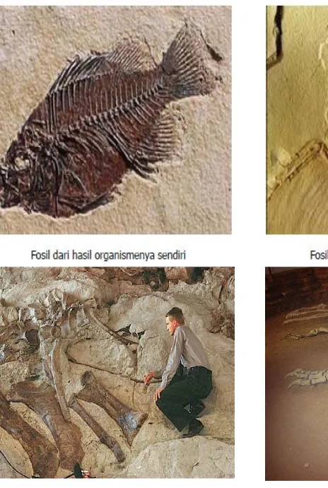 Gambar 9-3  Tipe dan jenis fosil 