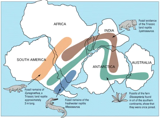 Gambar 2-9  Persebaran fosil Cynognathus diketemukan hanya di benua Amerika Selatan dan benua Afrika; fosil Lystrosaurus dijumpai di benua-benua Afrika, India, dan Antartika; fosil Mesosaurus di benua benua Amerika Selatan dan Afrika, dan fosil Glossopteri