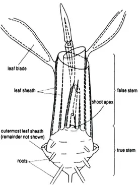 Gambar 1.   Penampilan organ-organ pada tanaman bawang merah muda   (Sumber: Sinclair, 1988) 