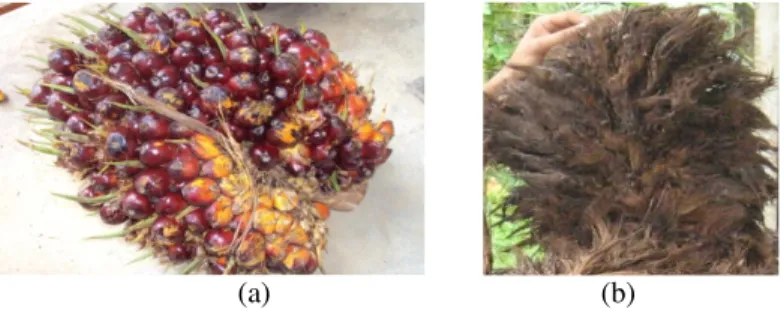 Gambar 1. Bahan baku: (a) Tandan buah segar; (b) Tandan kosong  Metode : 