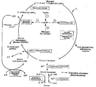 Gambar 2. Metabolisme Glikogen 