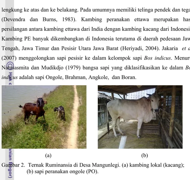 Gambar 2.  Ternak Ruminansia di Desa Mangunlegi. (a) kambing lokal (kacang);     (b) sapi peranakan ongole (PO)