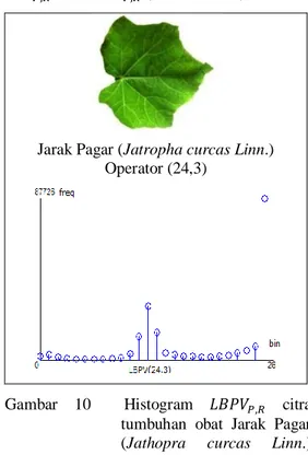 Gambar  10    Histogram             citra  tumbuhan  obat  Jarak  Pagar  (Jathopra  curcas  Linn.)  untuk operator (24,3)