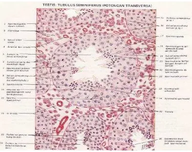 Gambar 4.  Gambaran histologis Tubulus Seminiferus testis  