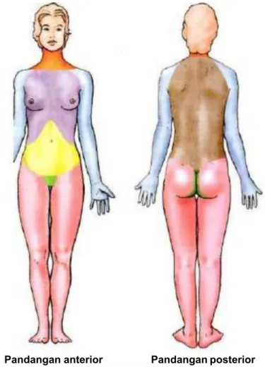 Gambar  1.1.  Bagian-bagian  utama  tubuh  yang  dipelajari  dalam  anatomi  regional