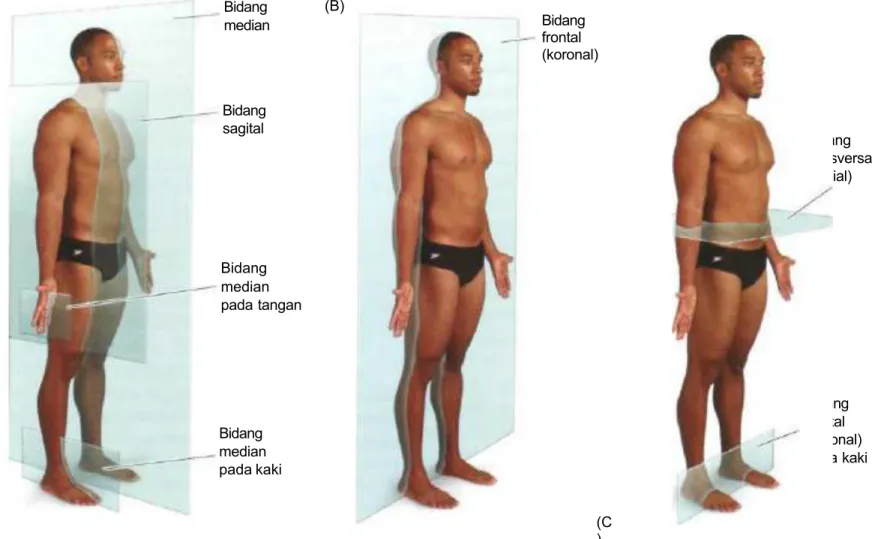 Gambar 1.2. Bidang-bidang anatomis. Ilustrasi bidang-bidang utama referensi pada tubuh.