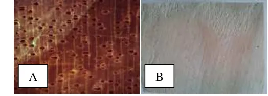 Gambar 9 Foto makroskopis bagian kayu opposite Keterangan: A) Bidang Lintang; B) Bidang Tangensial 