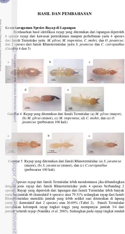 Gambar 4  Rayap yang ditemukan dari famili Termitidae (a) M. gilvus (mayor),  
