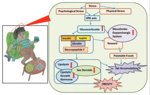 Figure 1: Outlines of stress-induced mechanisms to have an effect on food intake and obesity