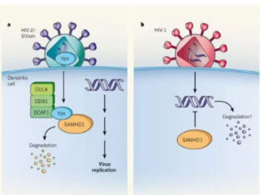 Gambar  1.  Viruz   HIV-1 dan HIV-2