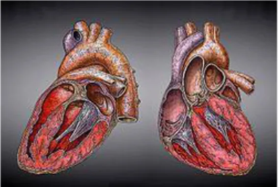 Gambar penampang melintang jantung manusia 