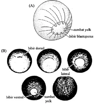 Gambar 5.13  Gerakan  epiboli sel-sel  ektoderm.   (A) Gerakan  morfogenetik sel-sel  yang bermigrasi ke  dalam blastoporus  dan kemudian ke  permukaan dalam  lapisan luar