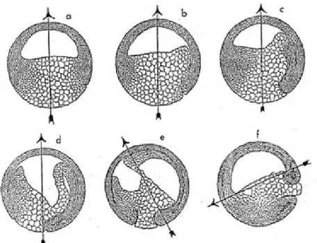 Gambar 5.14   Skema polaritas dan rotasi dalam gastrula katak Gambar 5.15  Perbandingan  gastrulasi Amphioxus  dengan katak Sayatan melintang  gastrula  (a) dan (b)  Amphioxus   (c) dan (d)  katak   Pada Amphioxus,  germ ring (VD) tetap  merupakan blastopo