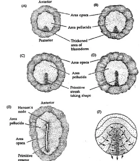 Gambar 5.16 Gerakan sel-sel membentuk daerah unsur primitif pada embrio ayam       Pandang dorsal blastoderm ayam (A) 3 – 4 jam, (B) 5 – 6 jam, (C) 7 – 8 jam, (D) 10 – 12         jam,  (E) 15 – 16 jam