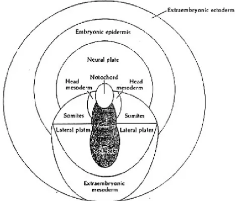 Gambar  5.3  Peta  nasib embrio Aves, ditunjukkan dari pandang atas epiblas gastrula awal