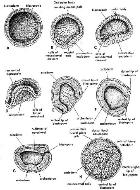 Gambar 5.6   Gastrulasi pada Amphioxus