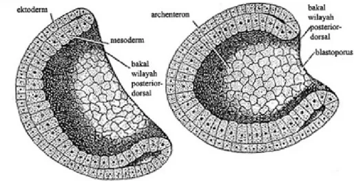 Gambar 5.7  Gastrula Amphioxus    A. awal    B. lanjut