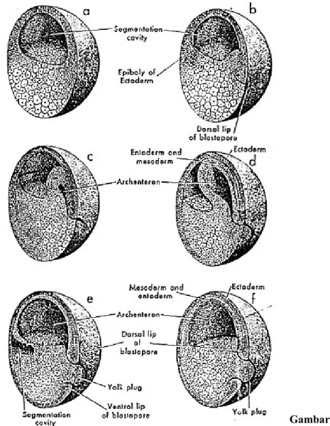 Gambar   5.9  Perubahan  yang terjadi dari tahap blastula menjadi tahap gastrula 