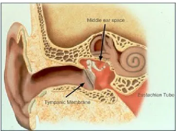 Gambar 1. Anatomi Telinga 3.3. Definisi