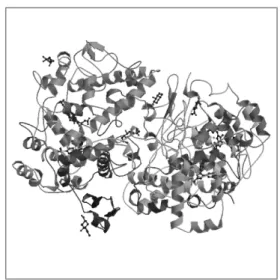 Gambar  1.  Struktur  Enzim  COX-2  dengan  PDB  ID  :  6COX. Sumber : Kurumbail, R.G.,et al