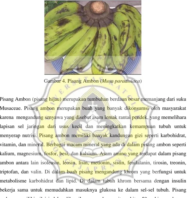 Gambar 4. Pisang Ambon (Musa paradisiaca) 