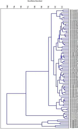 Gambar 2. Dendrogram 6 jenis Macaranga di HPPB.  