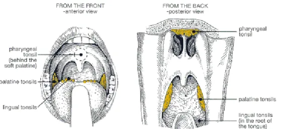 Gambar 3. Tonsil Palatina 