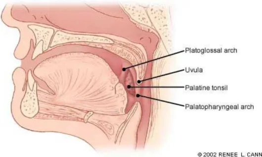 Gambar 4. Anatomi normal Tonsil Palatina 