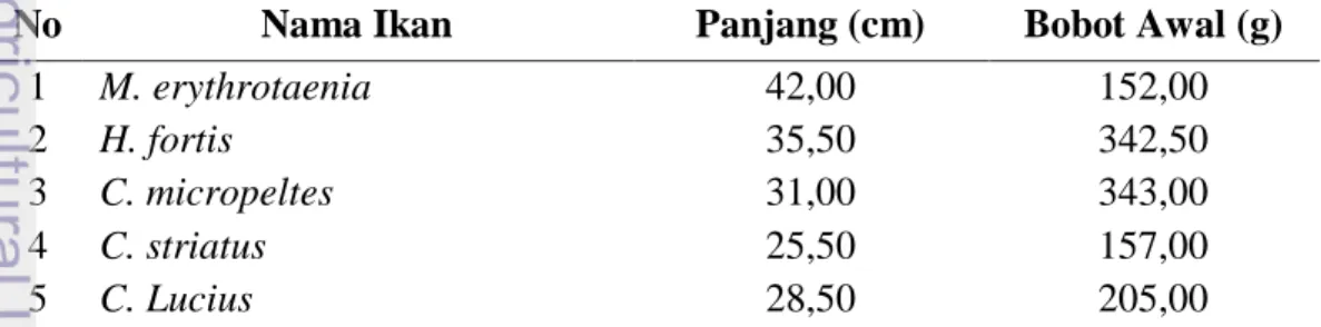 Tabel 2  Karakteristik beberapa ikan rawa di perairan Selatan Kalimantan 
