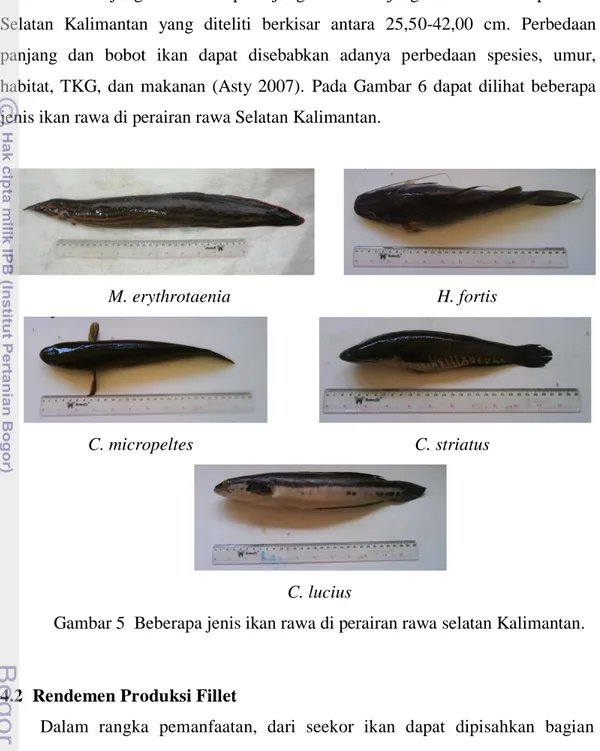 Gambar 5  Beberapa jenis ikan rawa di perairan rawa selatan Kalimantan. 