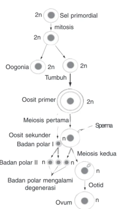 Gambar pada soal menunjukkan bahwa oosit sekunder (ditunjukkan dengan X) siap dilepas dari ovarium dan akan ditangkap oleh fimbriae untuk dibawa ke oviduk