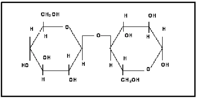 Gambar 2.3 Struktur Molekul Selubiosa