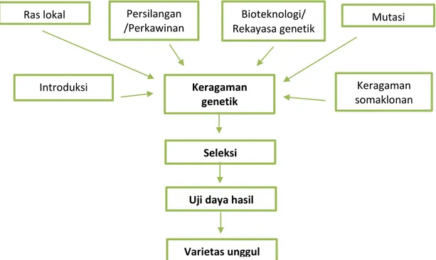 Gambar 1.  Tiga tahapan penting perakitan varietas unggul tanaman : penciptaan/perluasan 