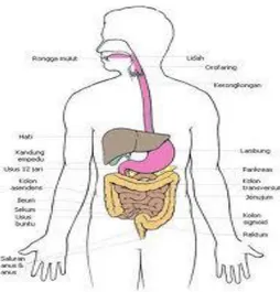 Gambar 1. System Pencernaan  a.  Mulut  