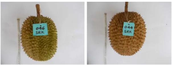 Gambar  1.  Tampilan  luar  dan  dalam  durian asal Sariak  