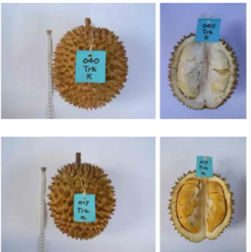 Gambar  2.  Tampilan  luar  dan  dalam  durian asal Limbanang   3.  Durian asal Taratak 