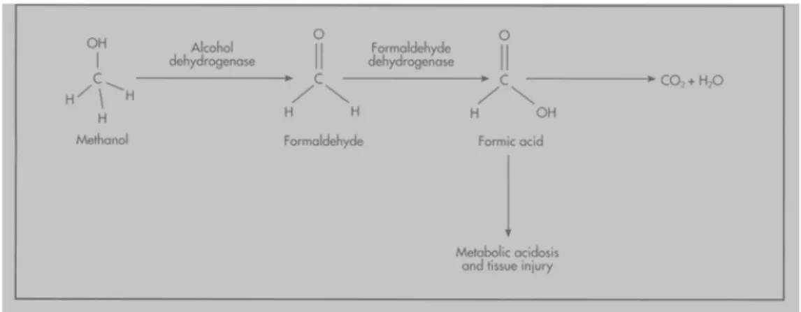 Gambar 1. Metabolisme Metanol 2.2 Manifestasi Klinis