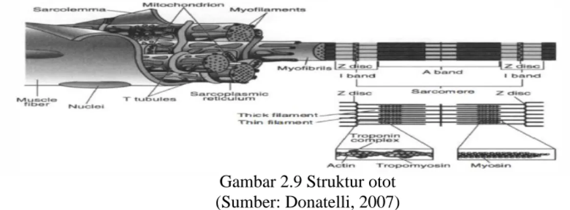 Gambar 2.9 Struktur otot  (Sumber: Donatelli, 2007)  2.2.3 Biomekanika Pada  Tungkai Bawah 