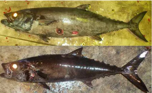 Gambar 1. Ikan gindara (Lepidocybium flavobrunneum) sebagai hasil tangkapan sampingan pada kapal longline di Samudera Hindia.