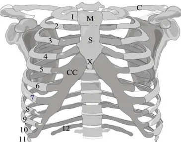 Gambar 2.1 Anatomi toraks (emedicine.medscape, 2009) 