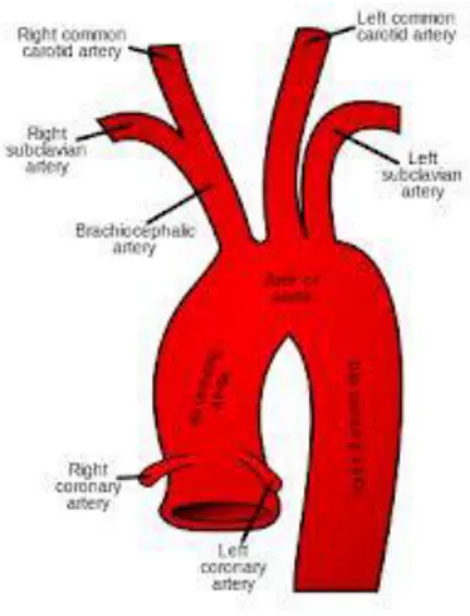 Gambar 1: Arcus aorta dan cabang-cabangnya 