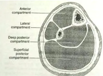 Gambar 58-1 Fokus pemeriksaan fisik pada sindrom kompartemen yakni  kompartemen anterior, lateral, posterior superfisial, posterior dalam/profunda  