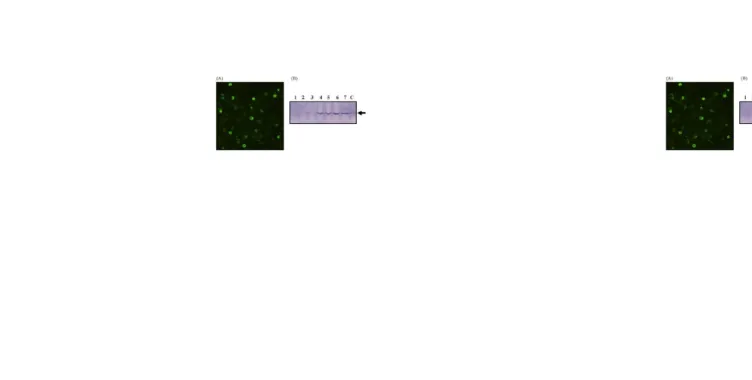 Gambar 1. (A)  Hasil Immunofluorescence assay untuk ekspresi rP13C pada sel sf9. Sel yang diperiksa mengandung serum kelinci untuk melawan peptide FMDV