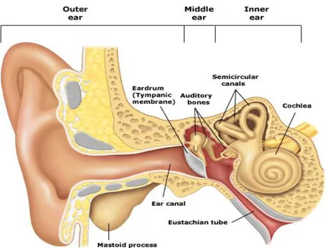 Gambar 1. Anatomi Telinga 1 