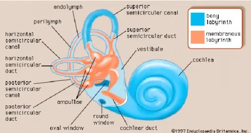 Gambar 2. Anatomi Telinga Dalam 3 