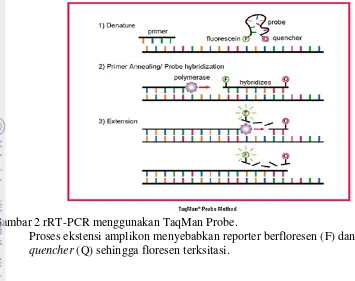 Gambar 2 rRT-PCR menggunakan TaqMan Probe. 
