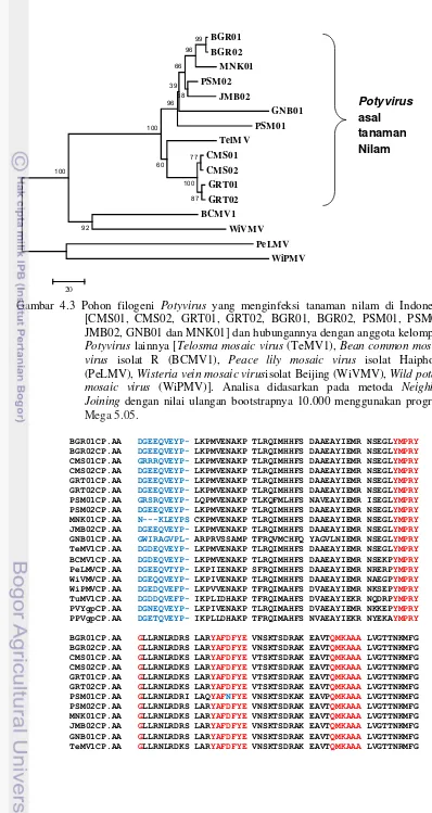 Gambar 4.3 Pohon filogeni Potyvirus yang menginfeksi tanaman nilam di Indonesia 