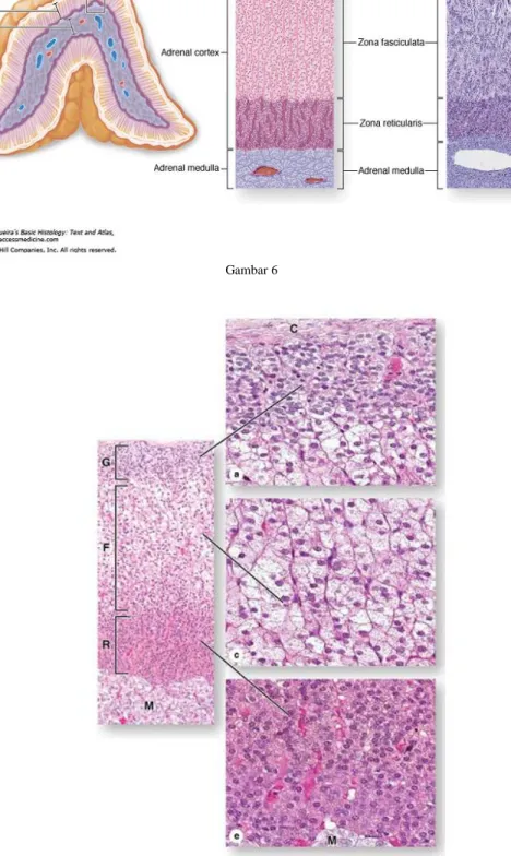 Gambar 7. perbedaan zona pada korteks adrenal 
