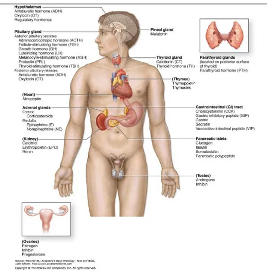 Gambar  1.  Sistem  endokrin.  Kelenjar  endokrin  dan  hormon  utama  yang  disekresikan  disebutkan  beserta lokasinya