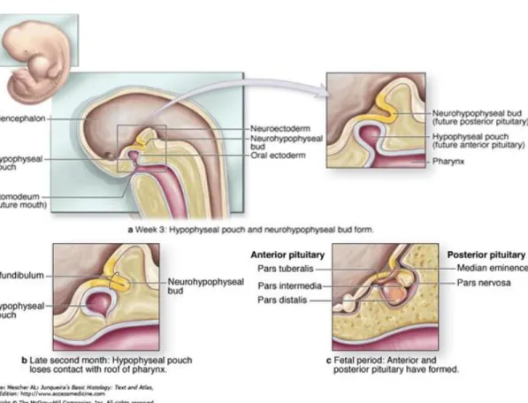 Gambar 2. Pembentukan kelenjar hipofisis. Kelenjar hipofisis terbentuk oleh 2 struktur embrionik  yang terpisah